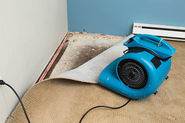 Best Local water damage restoration  in Minor, AL